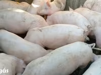 Kanec, Prasata — foto 2