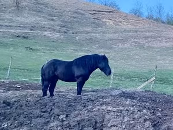 घोड़ा, Kabardian horse