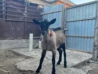 Goats (batch, sex not specified), Goats — photo 4