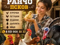 Krava, Holštýnské plemeno — foto 2