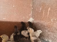 Chickens — الصورة 1