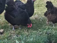 Chickens — foto 2