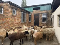 Carneiro, Rhon sheep — foto 6