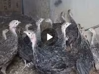 Guinea fowl — photo 1
