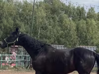 Kůň, Trakehner — foto 2
