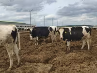 Cow, Russian Black pied cattle — photo 7
