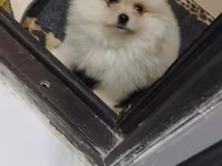 Pomeranian (Spitz) balası – krem/ağ rəngli, tükləri çox sıx və yumşaq — foto 2