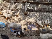 Ducks — photo 4