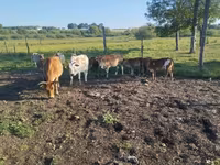 Buğa, Zebu — foto 6