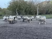 公羊, White Suffolk sheep — 照片 1
