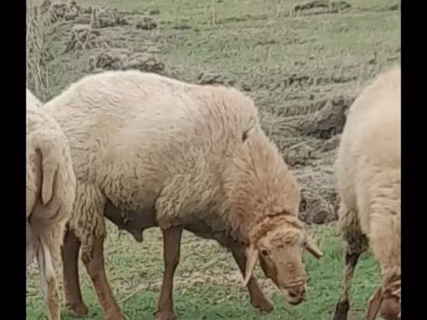 Qoç, Qoyunlar