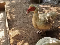 Alman Pekin — foto 2