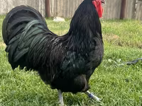 Australorp — foto 1