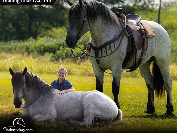 Cavalo, Percheron
