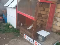 Salam bu quşxan satılır - Konstruksiya: taxta karkas, damı şiferdən — foto 1