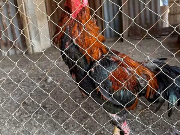 Chickens — Azerbaijan