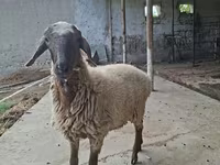 Qoç, Blackheaded Persian sheep — foto 5
