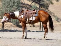 At, American paint horse — foto 7