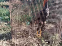 Chickens — फ़ोटो 1
