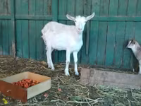 Dişi keçi, Saanen goat — foto 6