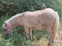 Yegua, Caballos — foto 2