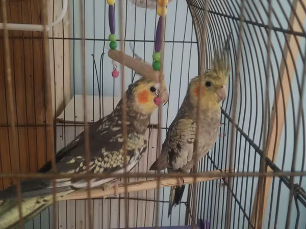 Salam 2 ədəd çox gözəl oxuyan karella var 2 side erkek olduğu üçün bir