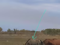 母马, Priob horse — 照片 1