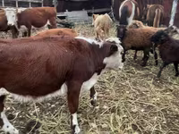 Bovinos (lote, sexo não especificado), Bovinos — foto 1