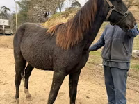 घोड़ा, Black Sea breed — फ़ोटो 3