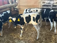 Toro, Russian Black pied cattle — foto 3