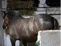 Mare, Horses — photo 1