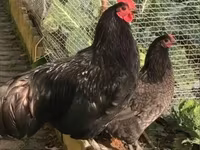 Australian Pit Game fowl — Foto 3