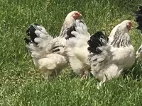Brahma — photo 2