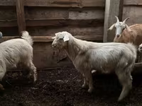 Cabro, Cabras — foto 1