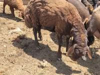 भेड़, Karakul sheep — फ़ोटो 1