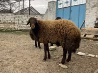 Qoç, Qoyunlar — foto 3