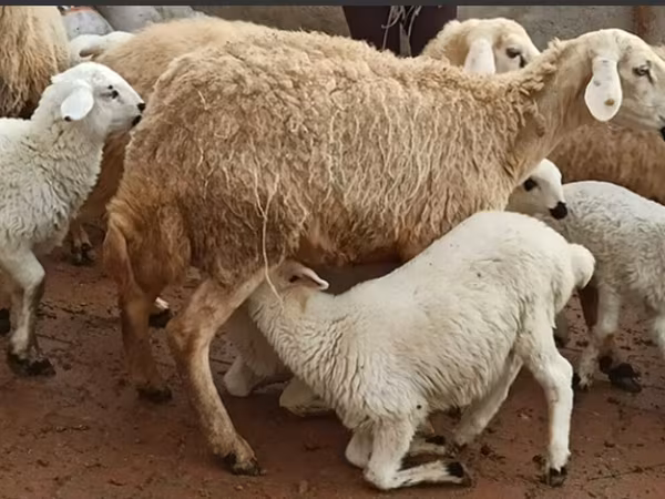 भेड़, भेड़ — अज़रबैजान