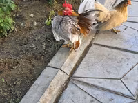सेरामा — फ़ोटो 2