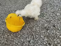 Silkie — foto 6