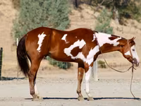 At, American paint horse — foto 1