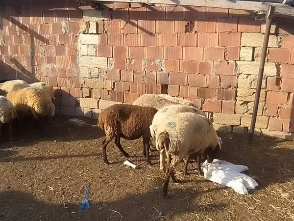 Qoç, Qoyunlar