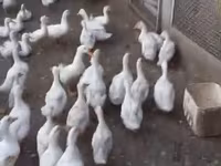 Ducks — photo 1