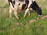 İnək, Simmental cattle — foto 4