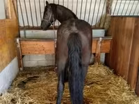 Stute, Friesian — Foto 2
