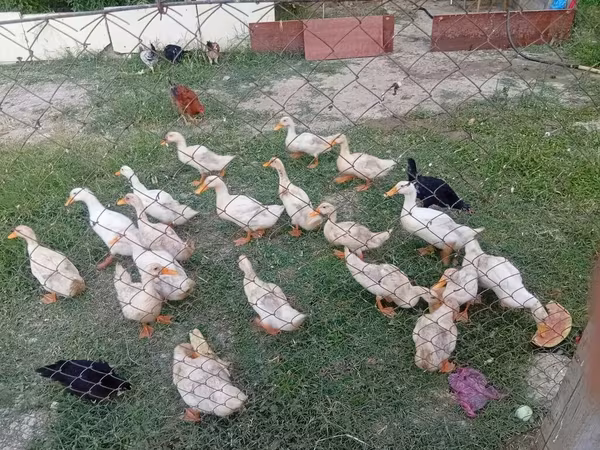 German Pekin — Azerbaijan