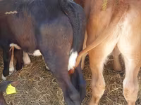 İribuynuzlu mal-qara (partiya, cinsi göstərilməyib), Simmental cattle — foto 3
