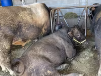 Buğa, Swiss cattle — foto 5