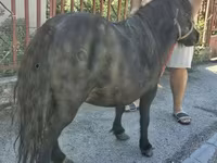 Klisna, American shetland pony — foto 2
