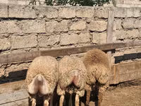 Sheep, Sheep — photo 1