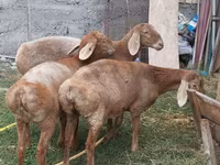 Schaf, Arashan sheep — Foto 2